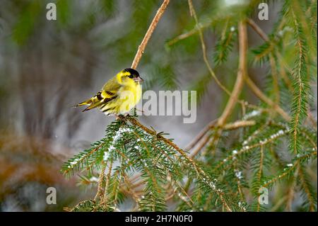 PIN eurasien siskin (Carduelis spinus), dans un magnifique plumage, assis sur une branche, haute-Bavière, Bavière, Allemagne Banque D'Images