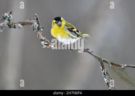 PIN eurasien siskin (Carduelis spinus), en plumage de bijoux, assis sur la branche, Finlande Banque D'Images