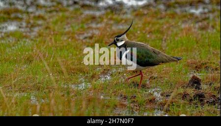 laponie du Nord (Vanellus vanellus), marchant dans la lande sous la pluie, des gouttes de pluie battent le plumage irisé coloré de la haute-Bavière Banque D'Images