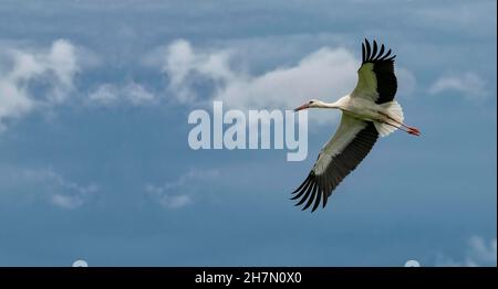 Mouette volant avec des ailes surtendues New Zeland Banque D'Images