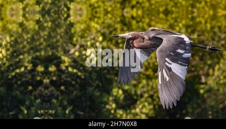 Mouette volant sur le ciel bleu avec des ailes étirées, pêcheur d'oiseau Nicaragua Banque D'Images