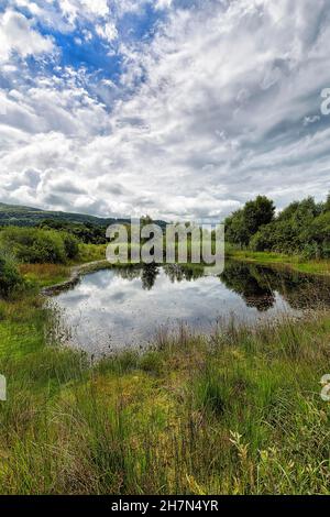 Étang dans la réserve de biosphère de l'UNESCO Dyfi, Centre de la faune sauvage de Dyfi, Machynlleth, Powys, pays de Galles,Royaume-Uni Banque D'Images