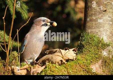 jay eurasien (Garrulus glandarius) avec des acornes dans son bec, Allgaeu, Bavière, Allemagne Banque D'Images