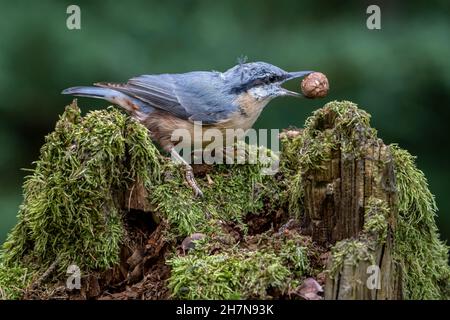 Nuthatch eurasien (Sitta europaea), à la station d'alimentation avec noisette dans son bec, Eifel volcanique, Rhénanie-Palatinat, Allemagne Banque D'Images