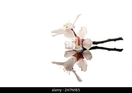 une brindille aux fleurs d'amande sur une surface réfléchissante et un fond blanc Banque D'Images