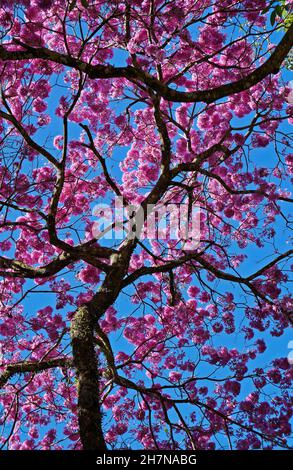 Bécassine rose ou trompette rose, (Handroanthus impétiginosus) Banque D'Images