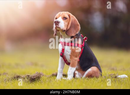 Chiot de Beagle jouant sur la pelouse dans la nature Banque D'Images
