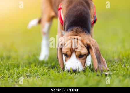 Chiot de Beagle jouant sur la pelouse dans la nature Banque D'Images