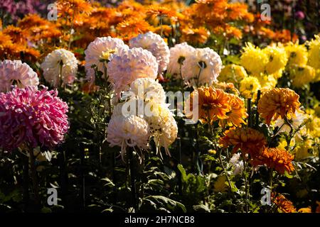 Chrysanthèmes fond multicolore coloré.De beaux chrysanthèmes roses, jaunes et rouges lumineux fleurissent dans le jardin en automne.Macrophotographie de Banque D'Images