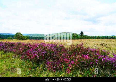 Zone de protection du paysage Neuer Hagen dans le Sauerland, près de Winterberg.Nature avec des collines vertes et des plantes de bruyère en fleurs. Banque D'Images