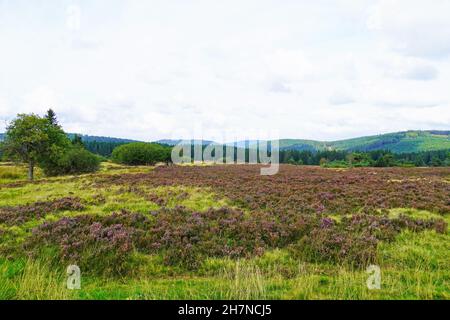 Zone de protection du paysage Neuer Hagen dans le Sauerland, près de Winterberg.Nature avec des collines vertes et des plantes de bruyère en fleurs. Banque D'Images