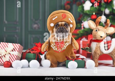 Costume de Noël amusant pour chien.Bulldog français portant une tenue en pain d'épice avec des bras entourés d'une décoration festive Banque D'Images