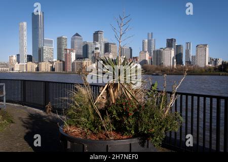 Plantes et arbustes à Greenland Dock, Surrey Quays à Rotherhithe, devant des immeubles résidentiels et des bureaux d'entreprise en hauteur à Canary Wharf, dans les Docklands de Londres, le 22 novembre 2021, à Londres, en Angleterre.Canary Wharf était autrefois un quai de cargaison victorien prospère, mais après le déclin de la navigation sur la Tamise par rapport aux années 1960, ses zones débridées ont été redéveloppées en 19080 par la Docklands Development Corporation de Margaret Thatcher a créé l'un des principaux centres financiers du Royaume-Uni.Siège désormais au siège européen de nombreuses grandes banques, dont Barclays, Credit Suisse et HSBC. Banque D'Images