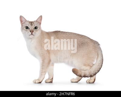 Chat de Burmilla, jeune adulte, debout sur les côtés.Regarder directement vers l'appareil photo.Isolé sur un fond blanc. Banque D'Images