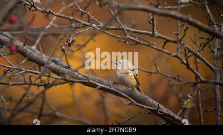 Magnifique oiseau de Goldcrest assis sur la branche de l'arbre sur fond jaune automne nature Banque D'Images