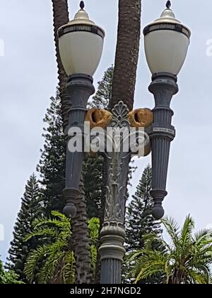 João-de-barro ou Forneiro (Furnarius rufus) : 2 maisons dans un ancien luminaire de São Paulo.Brésil.C'est un oiseau de passereau de la famille des Furnariidae. Banque D'Images