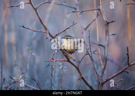 Petit wren eurasien brun (troglodytes troglodytes) assis sur la branche de l'arbre sur fond d'automne nature Banque D'Images