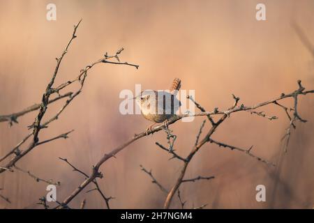 Petit wren eurasien brun (troglodytes troglodytes) assis sur la branche de l'arbre sur fond d'automne nature Banque D'Images