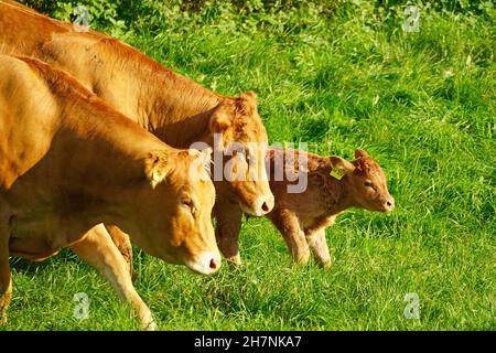 Chattes à fourrure brune sur un pré vert.Race de viande. Banque D'Images