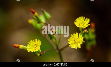 fleurs de chat, également connu sous le nom de flatweed ou de faux pissenlit, petites fleurs jaunes dans le jardin Banque D'Images