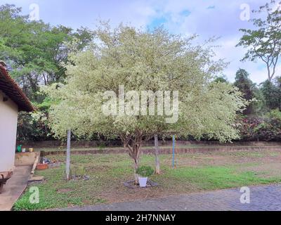 Arbre avec fleur de cerisier Surinamese ou Pitanga dans un jardin, (Myrtaceae du Suriname) c'est un arbre indigène de la forêt atlantique brésilienne. Banque D'Images