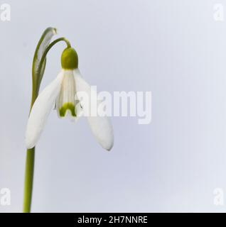 Photo en studio d'une seule goutte d'eau (Galanthus) sur fond blanc avec espace de copie Banque D'Images