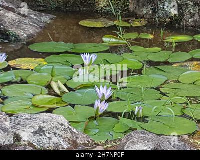 Quelques fleurs de Lotus dans un lac ( Nelumbo nucifera ) fait partie de la famille des Nelumbonaceae ( Proteales ) Banque D'Images