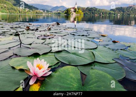 Belle fleur de nénuphars sur le lac Bled avec ancien monastère et château sur le fond Banque D'Images