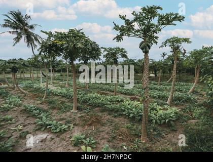 Vue panoramique sur une plantation de papaye (Carica papaya) dominant des lits de radis par une chaude journée ensoleillée, l'île de Thoddoo aux Maldives Banque D'Images