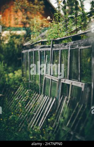 Un cliché vertical avec une faible profondeur de champ d'une serre de verre abandonnée surcultivée à l'intérieur avec des mauvaises herbes et des orties et une clôture en bois rickety en t. Banque D'Images