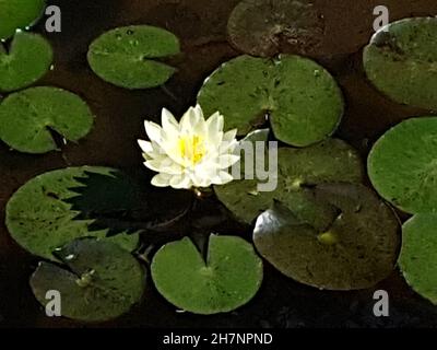 La fleur de Lotus isolée dans un étang ( Nelumbo nucifera ) fait partie de la famille des Nelumbonaceae ( Proteales ).Vue de dessus Banque D'Images