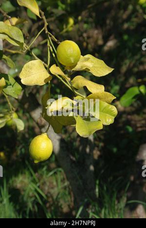 Le citron (Citrus limon) est une espèce de petit arbre à feuilles persistantes de la famille des plantes à fleurs Rutaceae Banque D'Images
