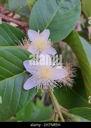 Gros plan d'une fleur de cerisier surinamois ou Pitanga dans un jardin, (Surinam myrtaceae) c'est un arbre indigène de la forêt atlantique brésilienne. Banque D'Images