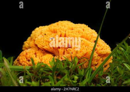 Ramaria Flava croissant dans la forêt de conifères.Champignon de corail jaune. Banque D'Images