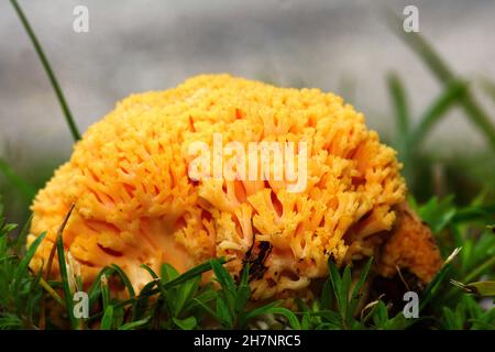 Ramaria Flava croissant dans la forêt de conifères.Champignon de corail jaune. Banque D'Images