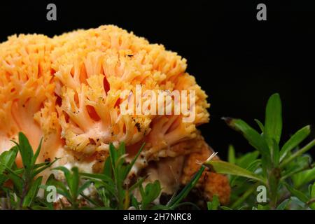 Ramaria Flava croissant dans la forêt de conifères.Champignon de corail jaune. Banque D'Images