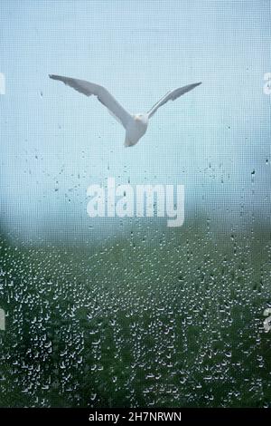 Vue à travers une fenêtre avec moustiquaire avec gouttes de pluie le vol d'un mouette Banque D'Images