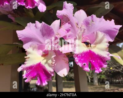 Vue sur un bouquet de Cattleya labiata ou orchidée, ou reine du nord-est, avec un insecte à l'intérieur de la fleur. Banque D'Images