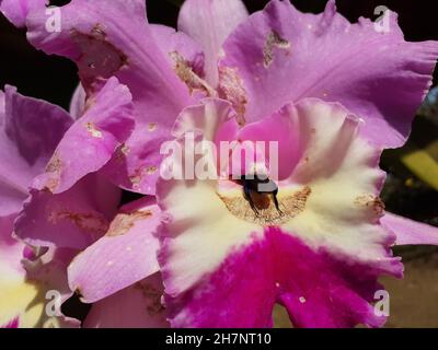 Vue sur un bouquet de Cattleya labiata ou orchidée, ou reine du nord-est, avec un insecte à l'intérieur de la fleur. Banque D'Images