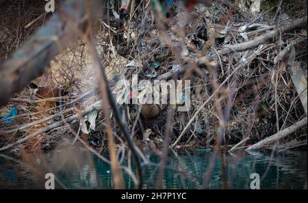 Ganderbal, Jammu-et-Cachemire, Inde.24 novembre 2021.Les sacs en plastique et autres déchets sont attrapés et s'accumulent dans les arbres et les arbustes le long de la rivière Sindh, dans le district de Ganderbal du Cachemire contrôlé par l'Inde, le 24 novembre 2021.Crédit: Adil Abbas/ZUMA Wire/Alay Live News Banque D'Images