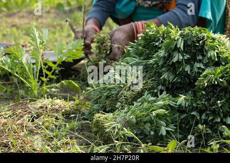 Paquets de feuilles fraîches de Fenugreek ou de Samudra Methi Ka Saag est riche en protéines légumes verts à feuilles largement apprécié de la durine Banque D'Images