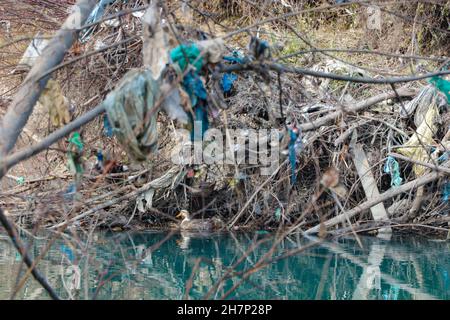 Ganderbal, Jammu-et-Cachemire, Inde.24 novembre 2021.Un canard nagez dans une rivière polluée avec des sacs en plastique et d'autres déchets se attrape et s'accumule dans les arbres et les arbustes le long de la rivière Sindh, dans le district de Ganderbal du Cachemire contrôlé par l'Inde, le 24 novembre 2021.Crédit: Adil Abbas/ZUMA Wire/Alay Live News Banque D'Images