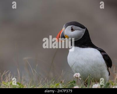 Un Puffin (Fratercula arctica) perché au bord d'une falaise de mer sur l'île de Staffa. Banque D'Images