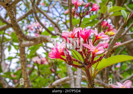 Rose vif et coloré de frangipani en fleur dans l'arbre.Arrière-plan à mise au point douce.Grand fleur de Plumeria, parc naturel tropical.Photo de haute qualité. Banque D'Images