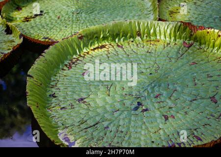 Vue rapprochée du géant flottant amazone dans le jardin botanique de l'île Maurice Banque D'Images