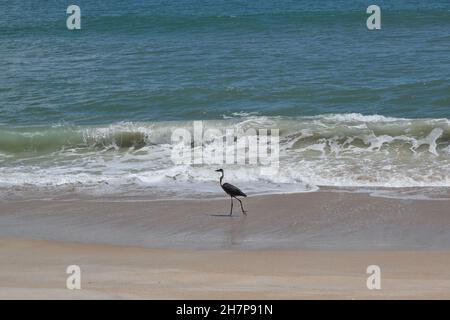 Ardea herodias marche le long du rivage. Banque D'Images