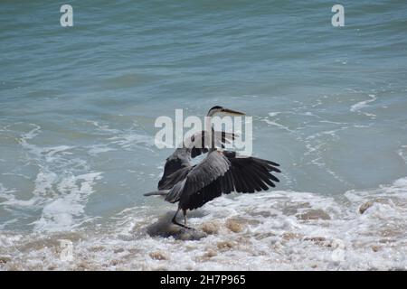 Un grand héron rabats ses ailes sur la rive. Banque D'Images