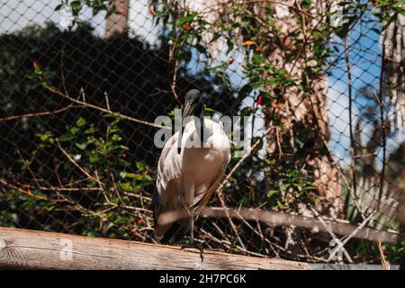 Ibis à tête noire dans la cage du zoo, debout sur une branche d'arbres Banque D'Images