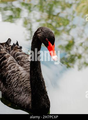 Majestueux cygne noir avec bec rouge vif nageant dans l'eau bleu-vert.Verticale Banque D'Images