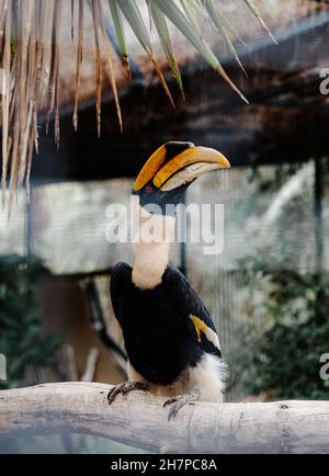 Oiseau exotique Hornbill dans le zoo, photographié à travers une clôture en métal qui est visiblement floue dans l'image Banque D'Images